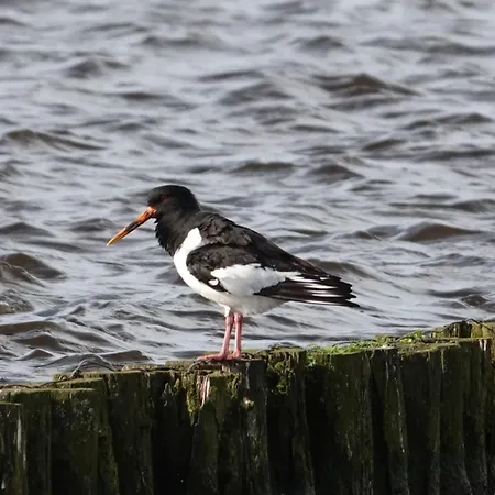 Mooi Prachtig Gelegen Aan Het Water Dom wakacyjny Rijpwetering