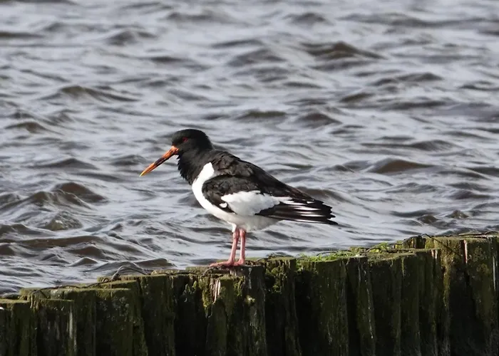 Mooi Prachtig Gelegen Aan Het Water 펜션 Rijpwetering